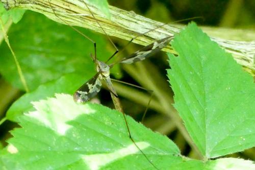 Réf. 262 570 : Tipula maxima